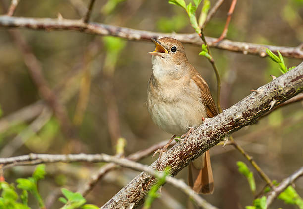 Common Nightingale (Luscinia megarhynchos) Common Nightingale (Luscinia megarhynchos) singing. nightingale stock pictures, royalty-free photos & images