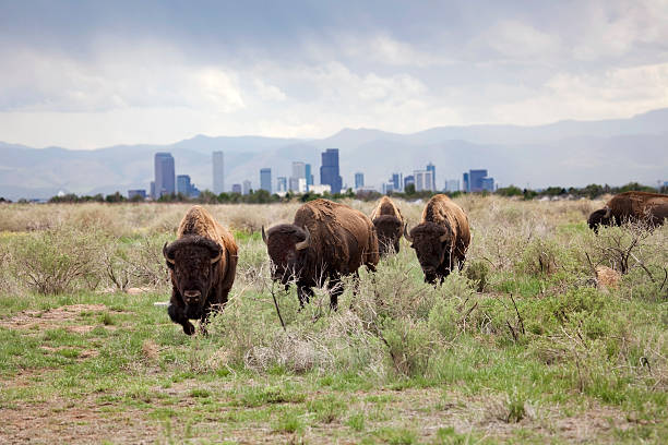 Bison and downtown Denver skyscrapers stock photo
