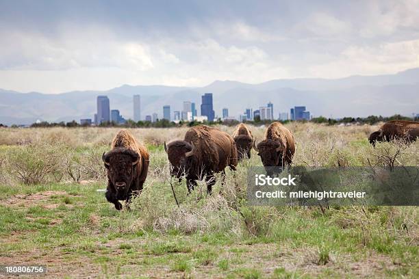 Bison E Arranhacéus Centro Da Cidade De Denver - Fotografias de stock e mais imagens de Denver - Denver, Colorado, Refúgio nacional da montanha Rocky