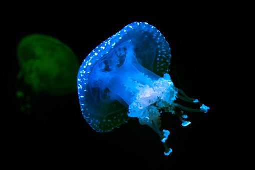 Close up of a jellyfish isolated on black background.