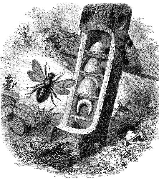 ilustrações, clipart, desenhos animados e ícones de antigo ilustração de apis ou xylocopa violace violacea - gallica rose