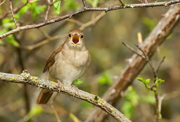 Singing Common Nightingale (Luscinia megarhynchos) perching on a dog rose.