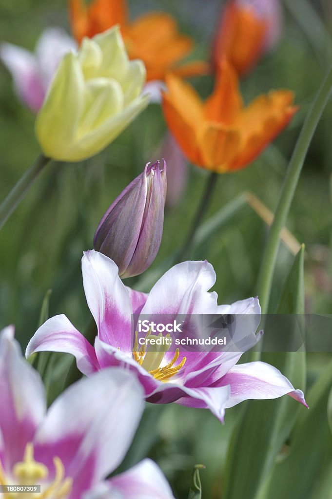 Kolorowe tulipany - Zbiór zdjęć royalty-free (Bez ludzi)