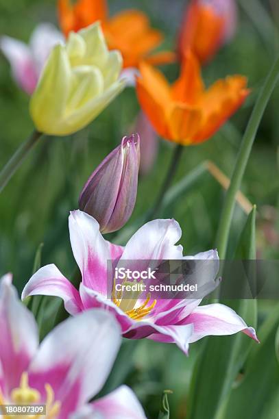 Kolorowe Tulipany - zdjęcia stockowe i więcej obrazów Bez ludzi - Bez ludzi, Biały, Bliskie zbliżenie
