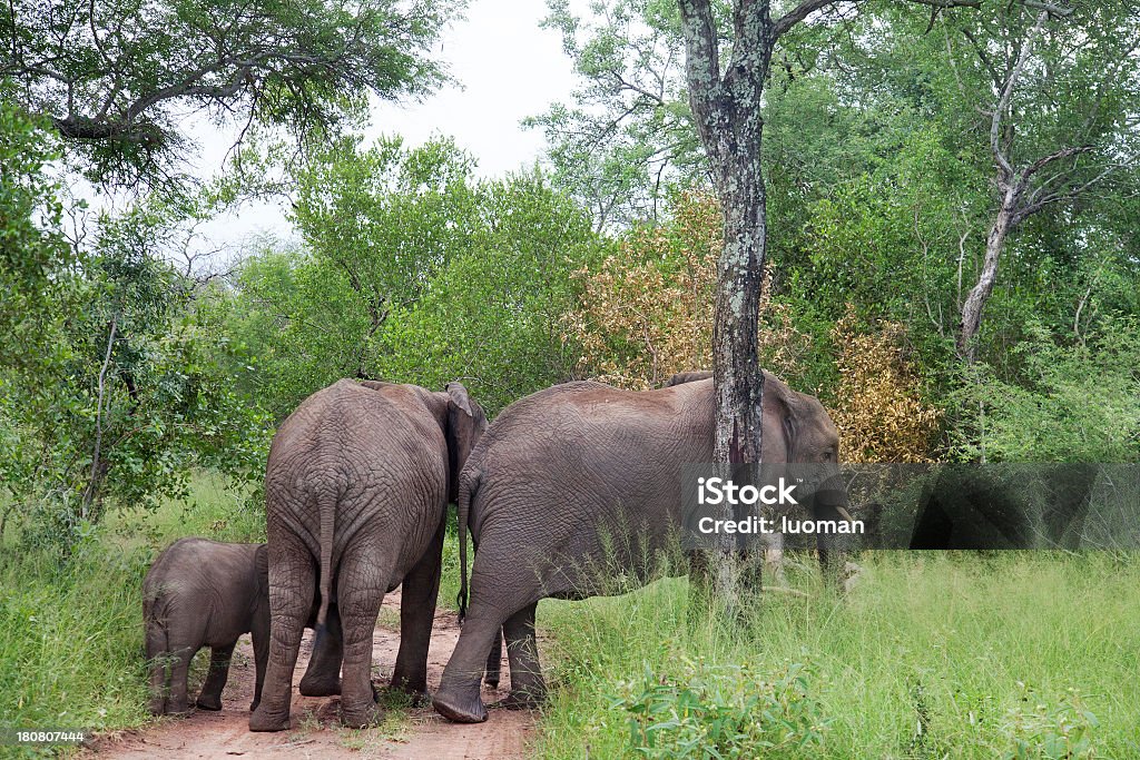 Famiglia di elefante - Foto stock royalty-free di Acerbo