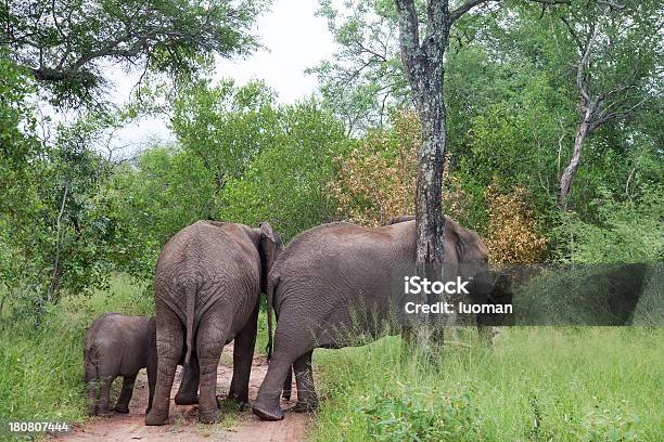 Famiglia Di Elefante - Fotografie stock e altre immagini di Acerbo - Acerbo, Africa, Albero