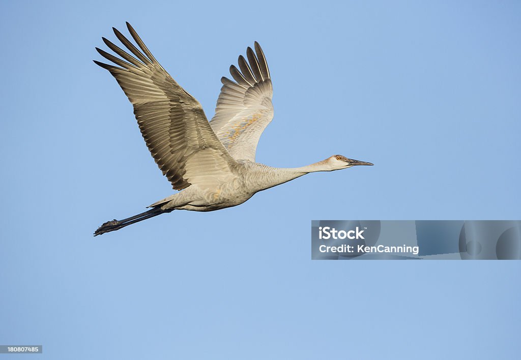 Gru in volo - Foto stock royalty-free di Gru canadese