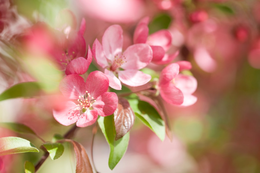 Crab apple tree in bloom