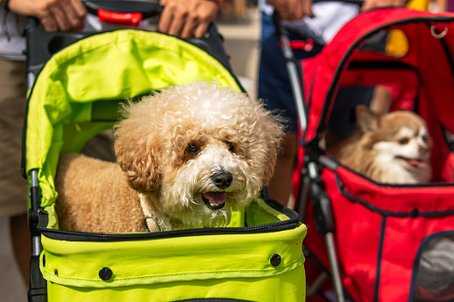 Cute and Adorable dogs in a perambulator. small dogs riding in a stroller. High quality photo