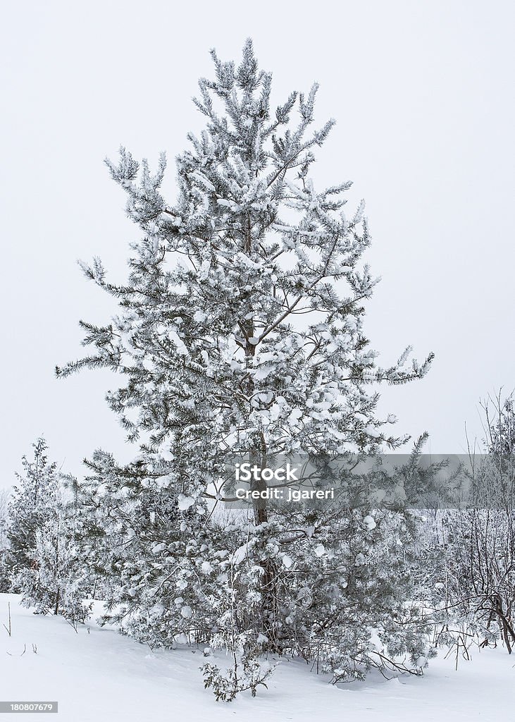 Alberi coperti di neve - Foto stock royalty-free di Albero