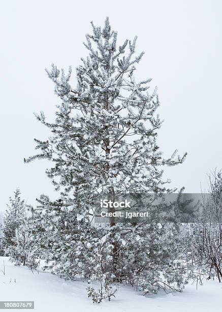 Alberi Coperti Di Neve - Fotografie stock e altre immagini di Albero - Albero, Albero sempreverde, Ambientazione esterna