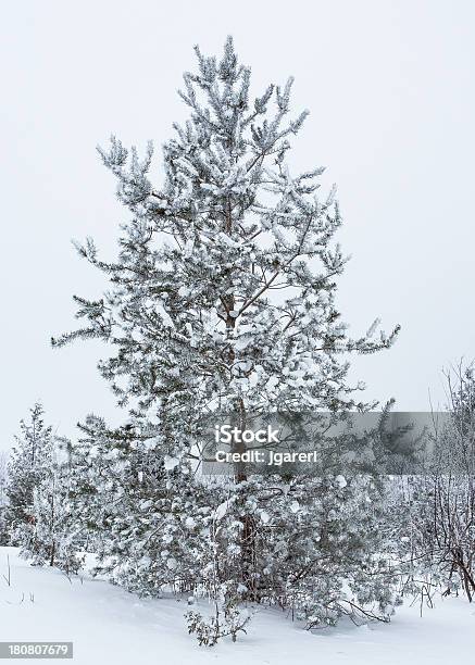 Drzewa Pokryte Śniegiem - zdjęcia stockowe i więcej obrazów Bez ludzi - Bez ludzi, Biały, Burza