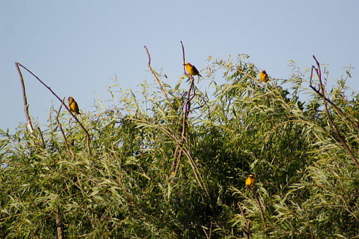 Cape Weavers perched on tree branches agaisnt a light blue sky.