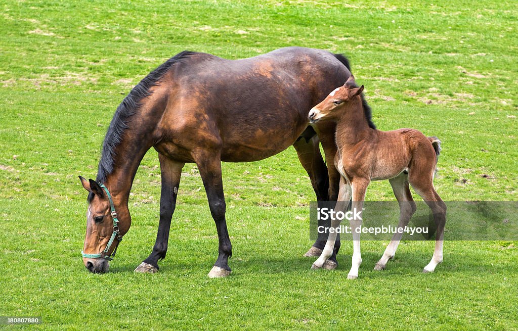 Pascolare mare e la sua foals-Gruppo musicale - Foto stock royalty-free di Abbracciare una persona