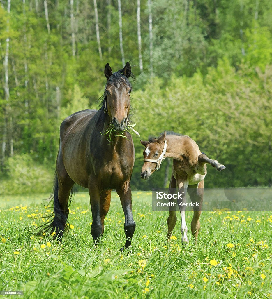 look theeere-warmblood horse Stute und Fohlen Sie lustiger - Lizenzfrei Humor Stock-Foto