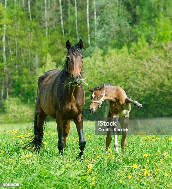 Look Theeerewarmblood Horse Stute Und Fohlen Sie Lustiger Stockfoto und mehr Bilder von Humor