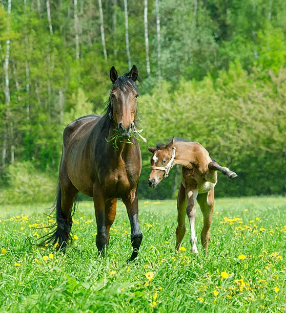 funny warmblood mare and foal. The foal is about 6 weeks old. It seems to point with his hoof