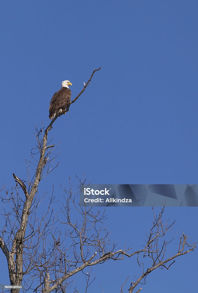 Lookout águila de cabeza blanca - Foto de stock de Ave de rapiña libre de derechos
