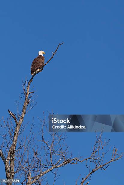 Lookout Águila De Cabeza Blanca Foto de stock y más banco de imágenes de Ave de rapiña - Ave de rapiña, Azul, Cielo despejado