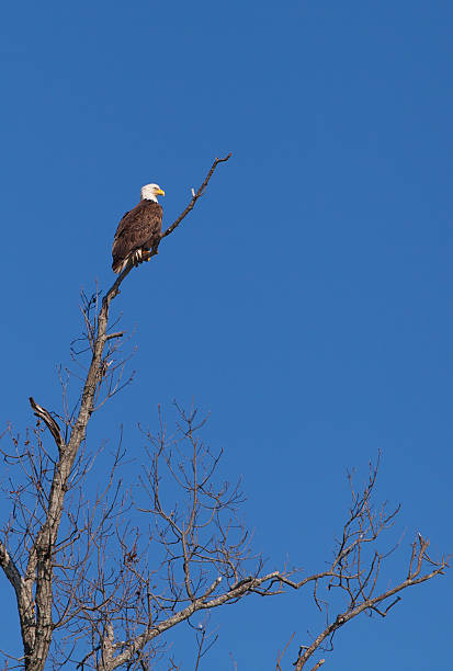 lookout bald eagle - eagle animal bald eagle surveillance zdjęcia i obrazy z banku zdjęć