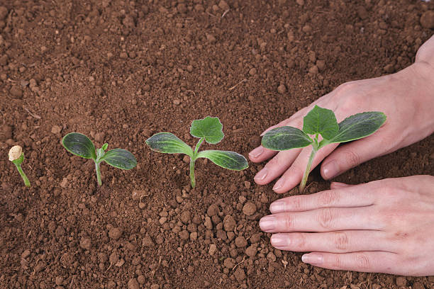 plant nuova vita - symbols of peace child human hand seedling foto e immagini stock