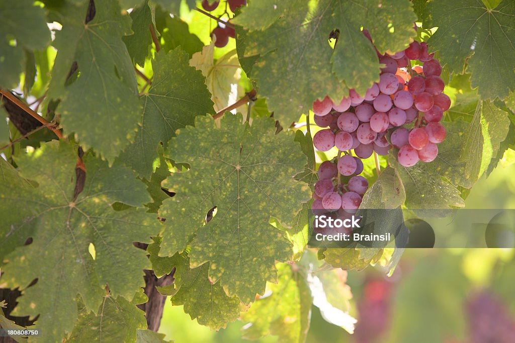 Виноград на виноградник - Стоковые фото Антиоксидант роялти-фри