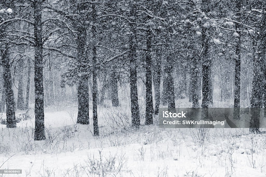 Spring Schnee - Lizenzfrei Baum Stock-Foto