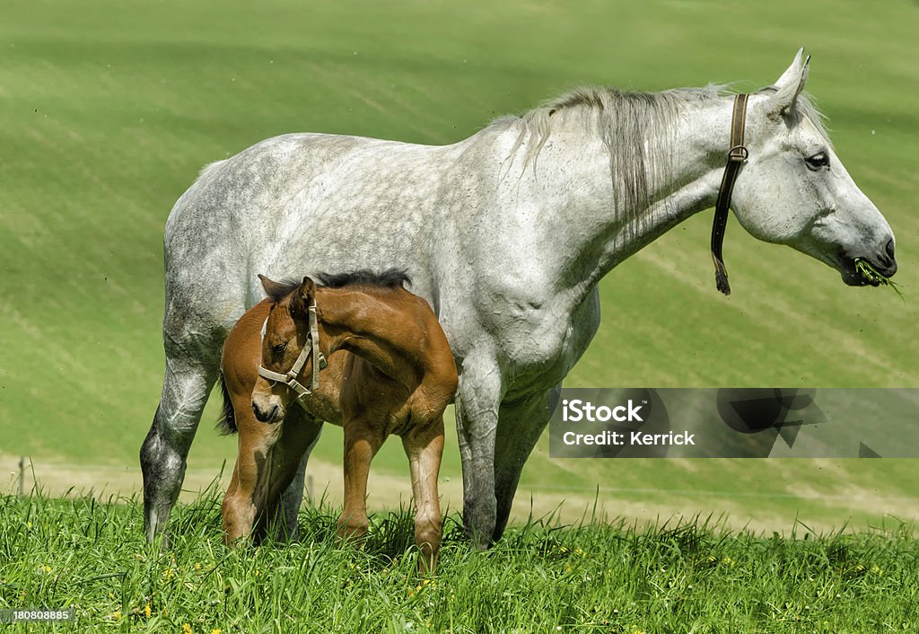 warmblood horse Stute und Fohlen Sie - Lizenzfrei Agrarbetrieb Stock-Foto