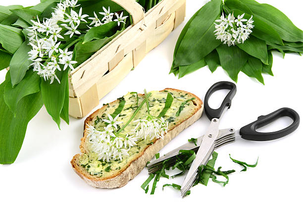 herb butter wild garlic (Allium ursinum) on bread cutting wild garlic leaves for herb butter. in background a basket with garlic leaves and a heab scissors on white isolated background zigeunerlauch stock pictures, royalty-free photos & images