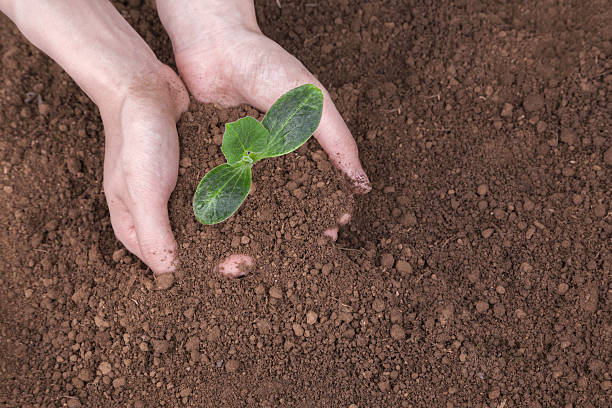 насаждения растение в грязи - symbols of peace child human hand seedling стоковые фото и изображения