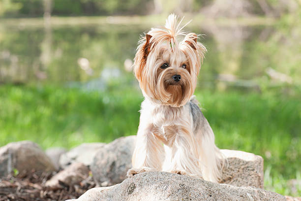 istock Yorkshire Terrier dog portrait 180808995