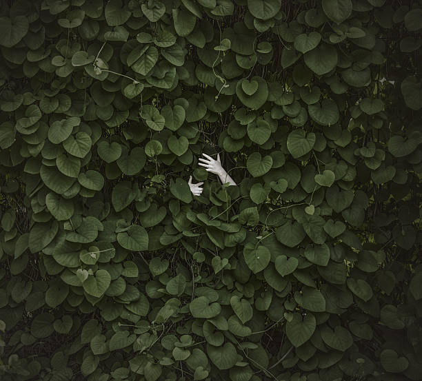 female hands in green leaves