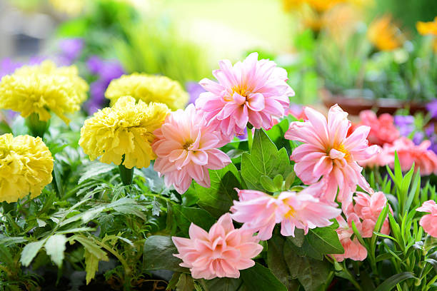 istock flowers in the garden 180809102