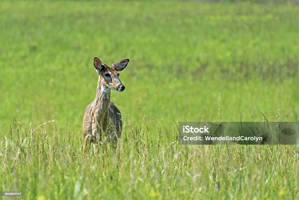 Lone Cervo con spazio copia - Foto stock royalty-free di Ambientazione esterna