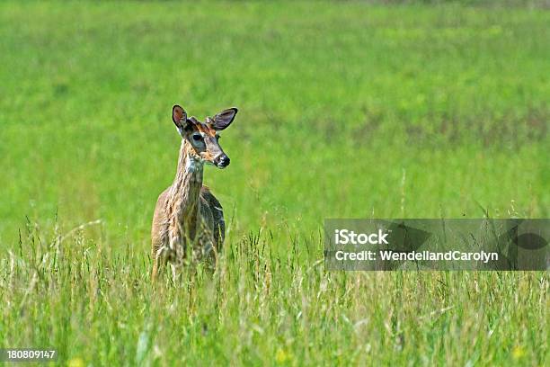 Lone Cervo Con Spazio Copia - Fotografie stock e altre immagini di Ambientazione esterna - Ambientazione esterna, Ambientazione tranquilla, Animale
