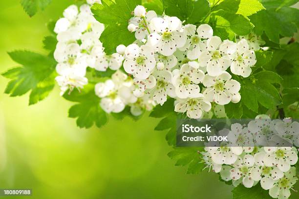 Crataegus Stockfoto und mehr Bilder von Ast - Pflanzenbestandteil - Ast - Pflanzenbestandteil, Baumblüte, Bildschärfe