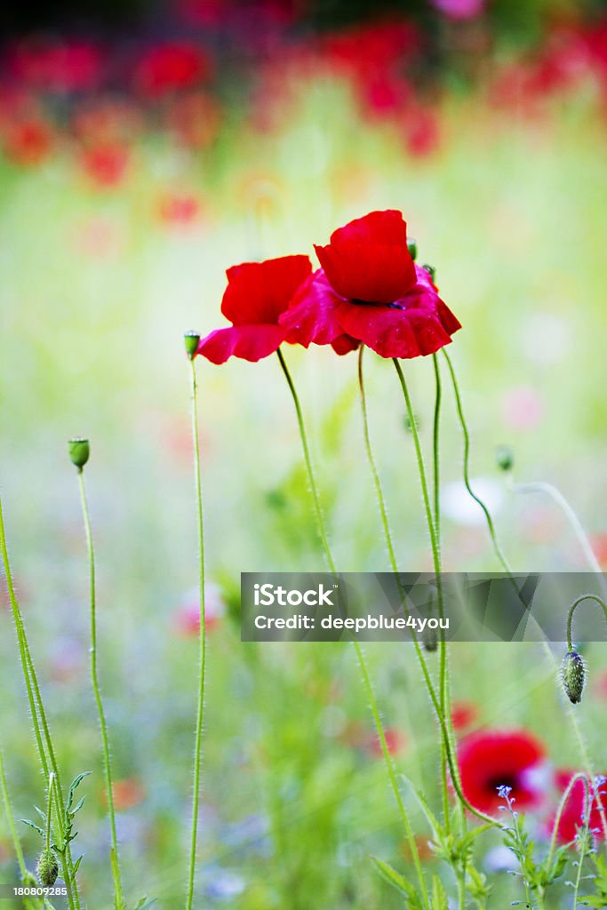 레드 가시양귀비 꽃 - 로열티 프리 마거리트 스톡 사진