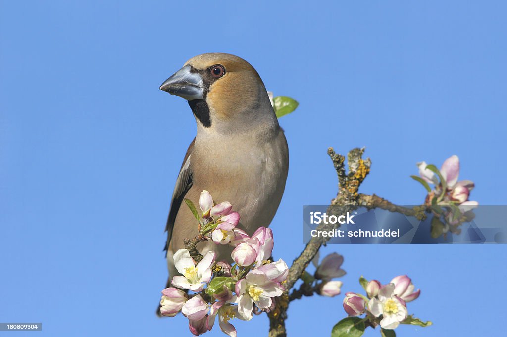 Hawfinch の小枝 - アオガラのロイヤリティフリーストックフォト