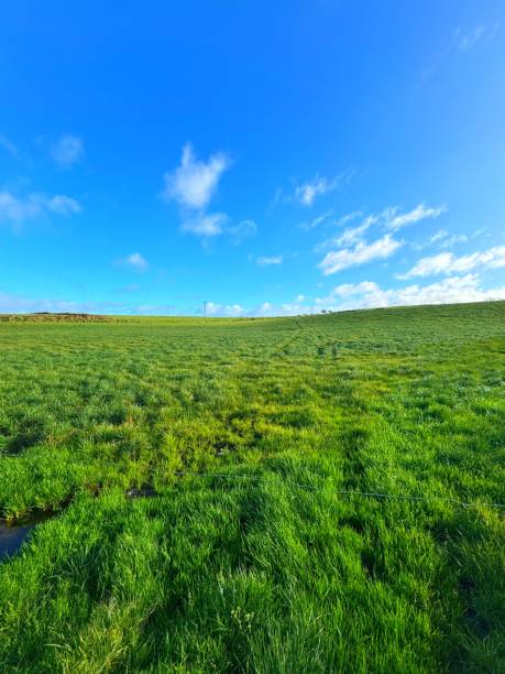 Verdant grass against a backdrop of blue sky with some fluffy white clouds stock photo