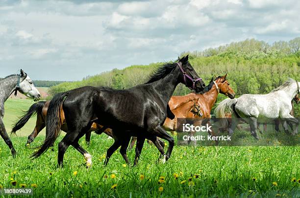 Warmblood Horse Herdermares Und Im Galopp Foam Hand Stockfoto und mehr Bilder von Agrarbetrieb