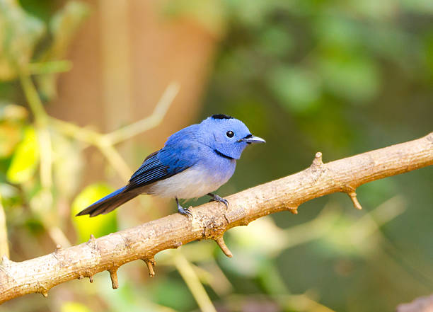 istock Black-naped Monarch - Thailand 180809538