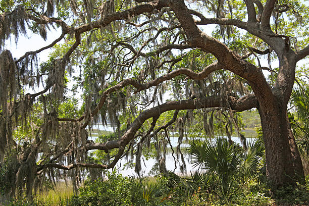 Live Oak in Lowcountry stock photo