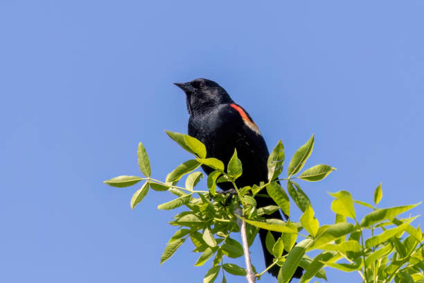 istock Male red-winged blackbird (Agelaius phoeniceus) 1808096805