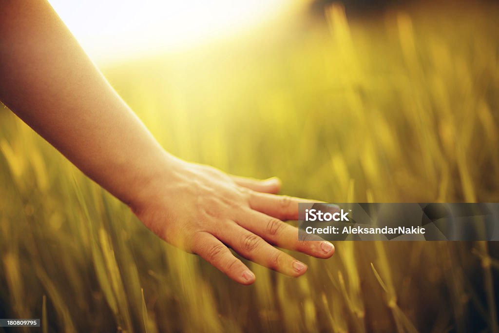 Mano en un campo - Foto de stock de Hierba - Pasto libre de derechos
