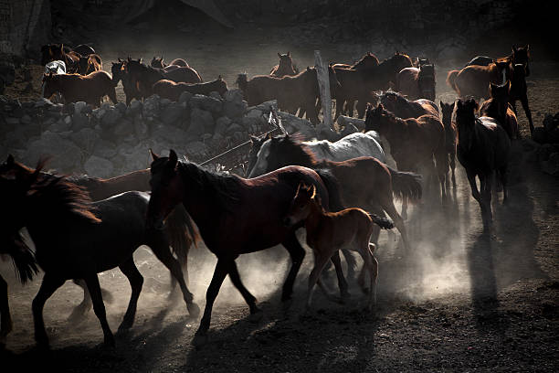 Horses are running