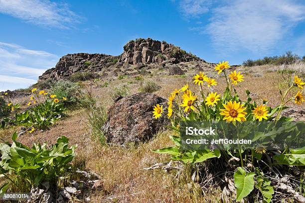 Meadow Of Arrowleaf Balsamroot Stock Photo - Download Image Now - Yakima County, Yakima, Balsam Root