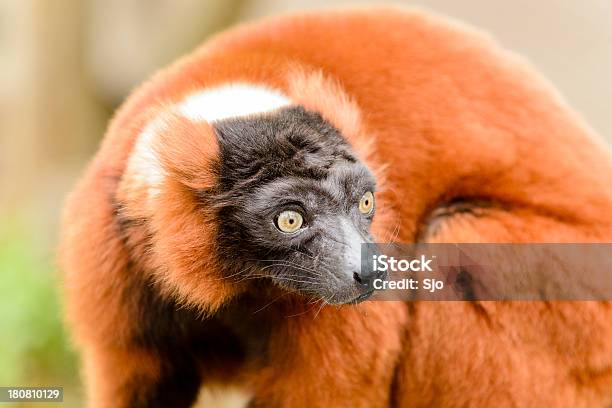 Roter Vari Stockfoto und mehr Bilder von Goldfarbig - Goldfarbig, Maki, Affe