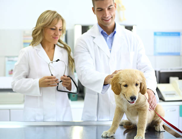 istock Two vets examining retriever puppy. 180810197