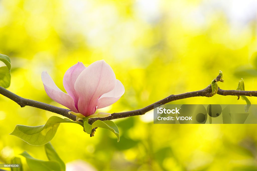 Magnolia - Lizenzfrei Ast - Pflanzenbestandteil Stock-Foto