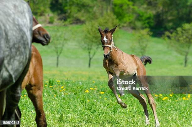 Lustiger Warmblood Horse Fohlen Jumping Stockfoto und mehr Bilder von Agrarbetrieb - Agrarbetrieb, Aktivitäten und Sport, Bewegung